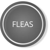 FLEAS