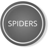 SPIDERS