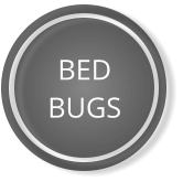 BED BUGS