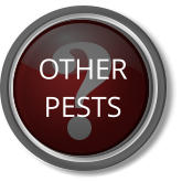 OTHER PESTS