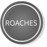 ROACHES